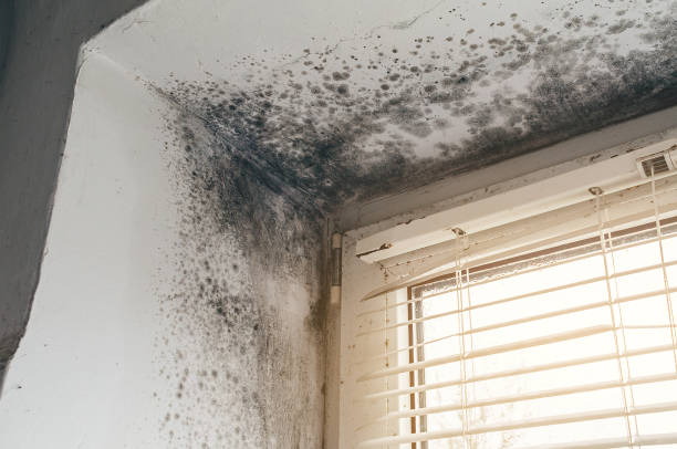 Affordable Mold Remediation solutions in Greenbackville, VA